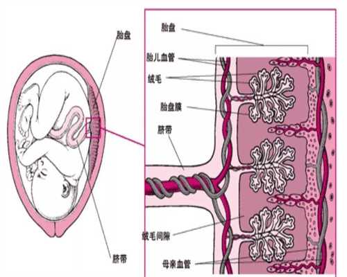 武汉代孕费用_脐带缠绕是什么什么是脐带缠绕