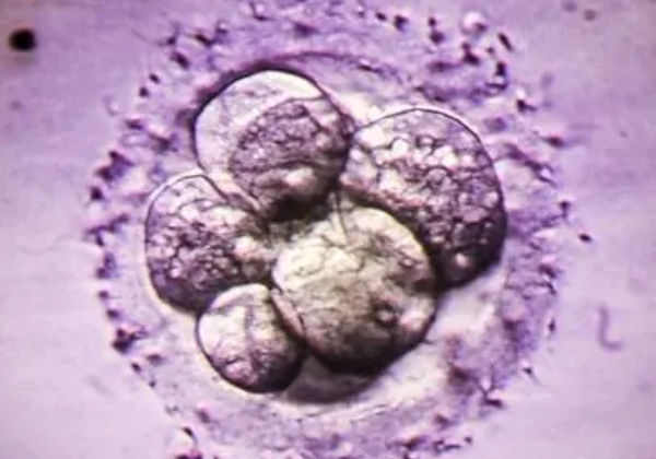 囊胚着床成功最准的5个信号，中一个都说明是好“孕”